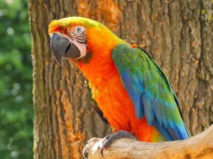 Catalina Macaw For Sale