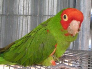 Cherry Headed Conure For Sale