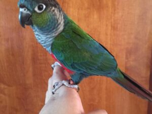 Crimson Bellied Conure For Sale