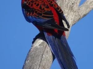 Crimson Rosella For Sale