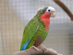 Cuban Amazon For Sale