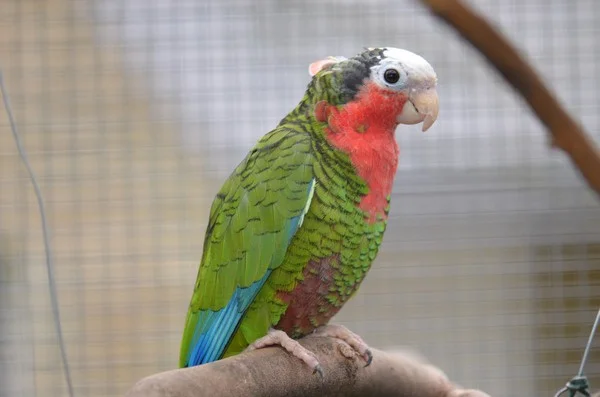 Cuban Amazon For Sale