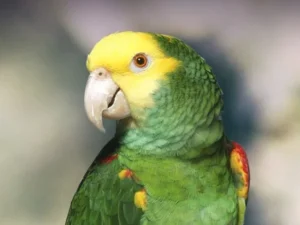 Double Yellow Headed Amazon For Sale