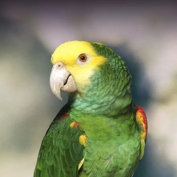 Double Yellow Headed Amazon For Sale