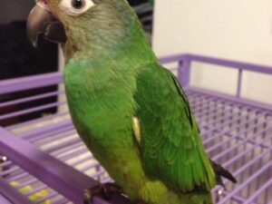 Dusky Headed Conure