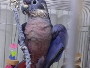 Dusky Pionus For Sale