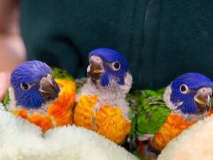 Eclectus Baby Parrots For Sale
