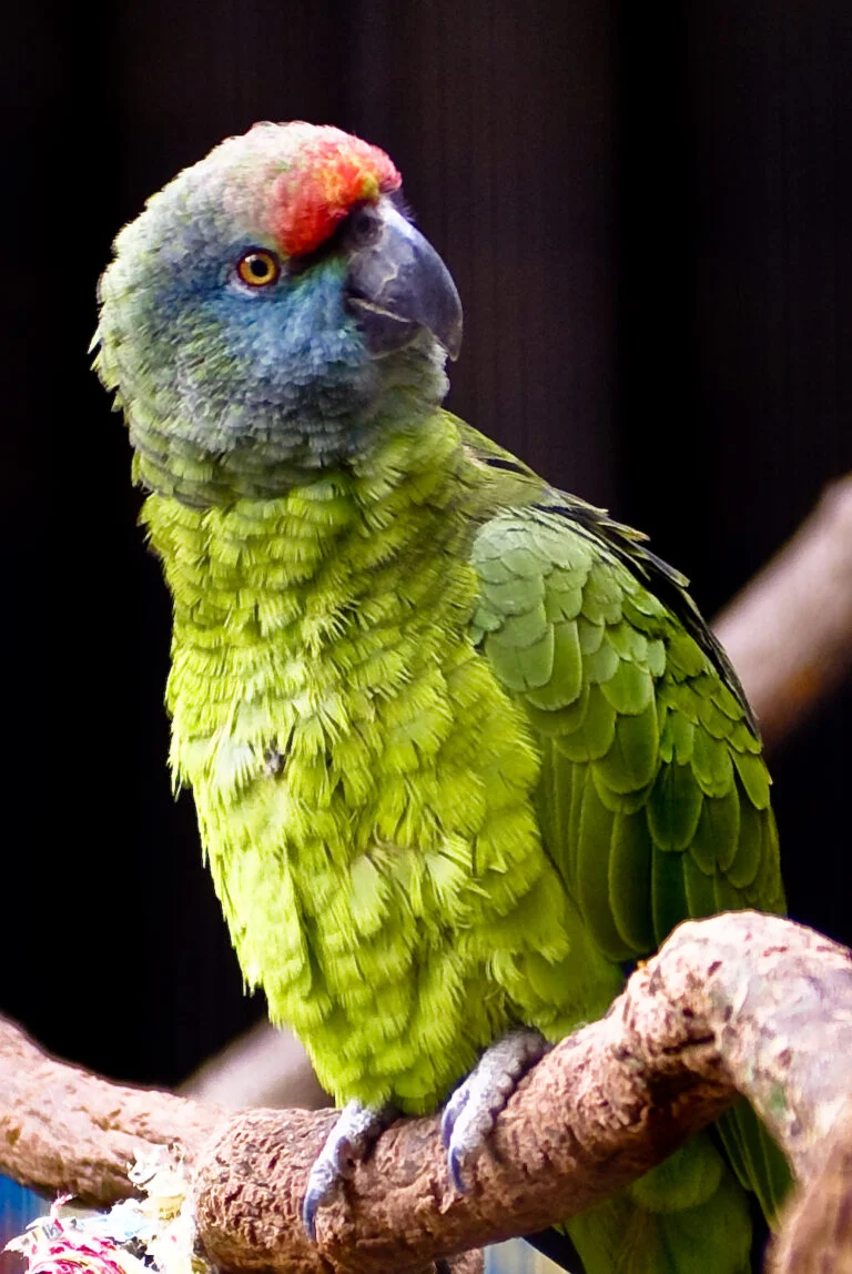 Festive Amazon For Sale