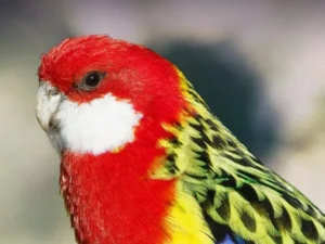 Eastern Rosella For Sale