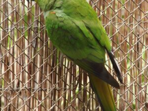 Gold Capped Conure For Sale