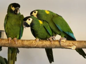 Golden Collared Macaw For Sale