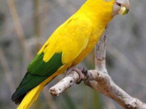 Golden Conure For Sale