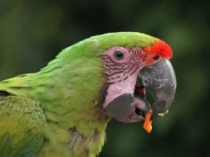 Great Green Macaw For Sale
