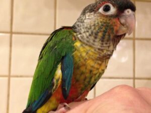 Green Cheek Conure For Sale