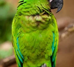 Green Winged Macaw For Sale
