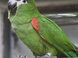Hahns Macaw For Sale