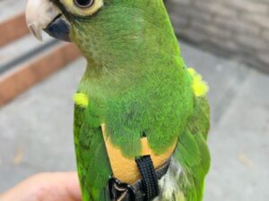 Half Moon Conure For Sale