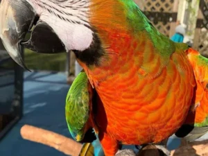 Harlequin Macaw For Sale