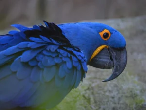 Hyacinth Macaw For Sale
