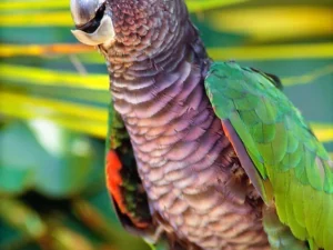 Imperial Amazon For Sale