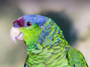 Lilac-Crowned Amazon For Sale