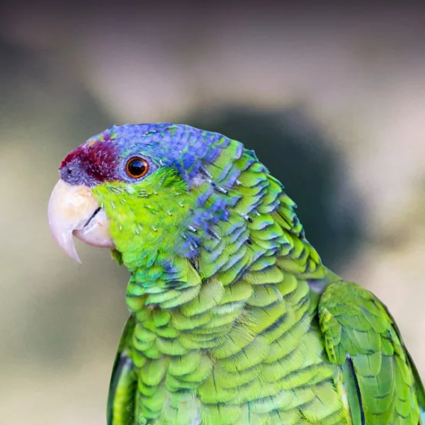 Lilac-Crowned Amazon For Sale