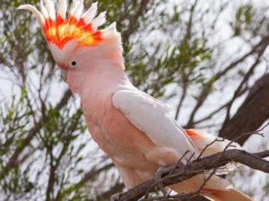 Major Mitchell's Cockatoo For Sale