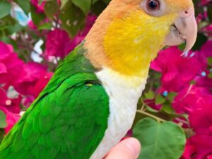 White-Bellied Caique Parrot For Sale