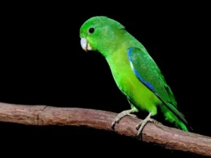 Manu Parrotlet For Sale