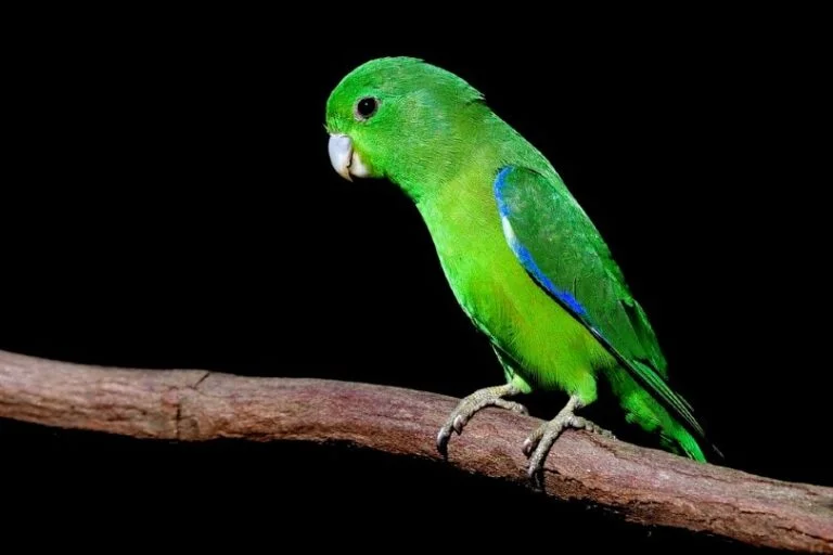 Manu Parrotlet For Sale