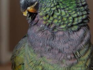Maximilians Pionus For Sale