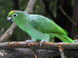 Mealy Amazon For Sale