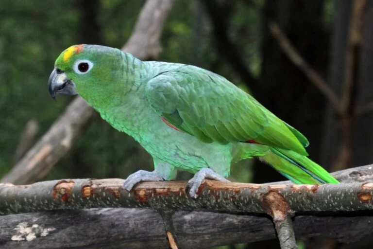 Mealy Amazon For Sale