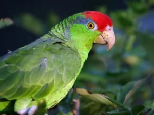 Mexican Red Headed Amazon For Sale