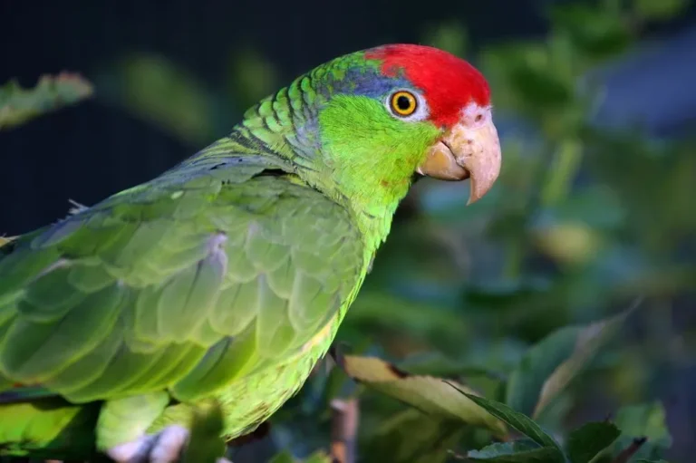 Mexican Red Headed Amazon For Sale