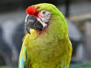Military Macaw For Sale