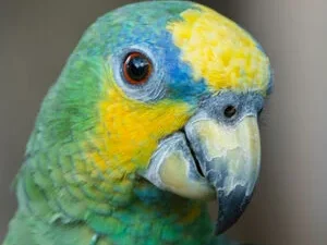 Orange Winged Amazon For Sale