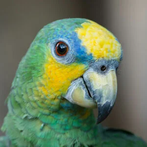 Orange Winged Amazon For Sale