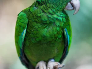 Puerto Rican Amazon For Sale