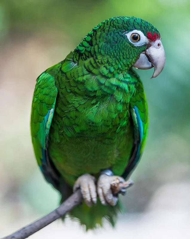 Puerto Rican Amazon For Sale