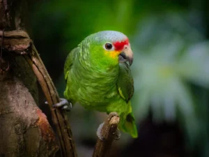 Red Lored Amazon For Sale