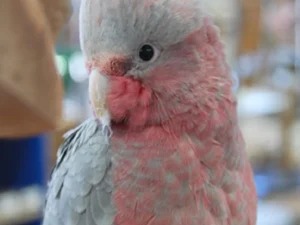 Rose Breasted Cockatoo For Sale