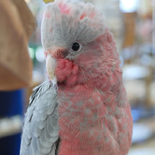 Rose Breasted Cockatoo For Sale