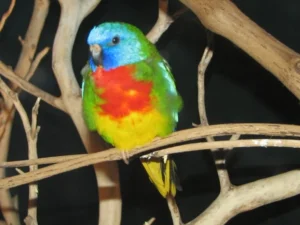 Scarlet-Chested Parrot For Sale