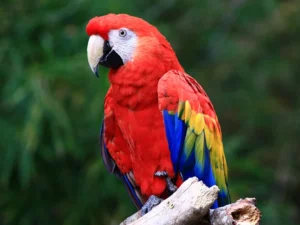 Scarlet Macaw For Sale