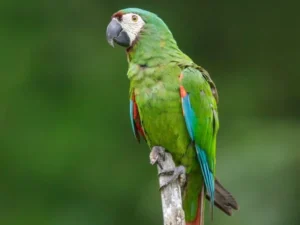 Severe Macaw For Sale