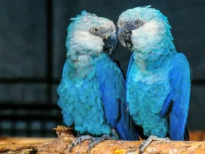 Spixs Macaw For Sale