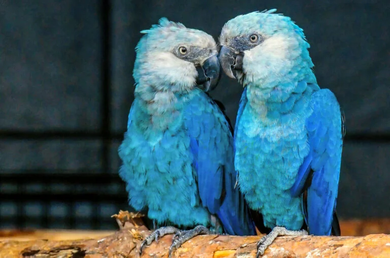 Spixs Macaw For Sale