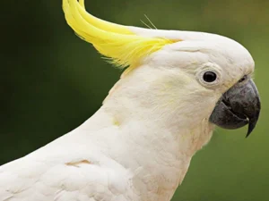 Sulfer Crested Cockatoo For Sale