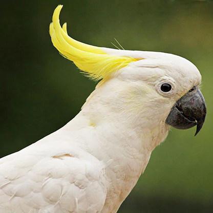 Sulfer Crested Cockatoo For Sale
